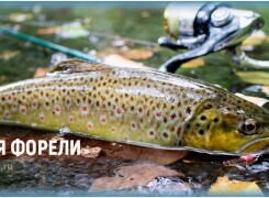 Как поймать форель и на что лучше всего клюёт радужная рыба