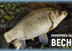 Рецепты весенней прикормки на карася своими руками