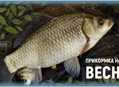 Рецепты весенней прикормки на карася своими руками
