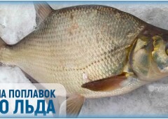 Ловля леща зимой на поплавочную удочку деликатной снастью