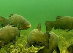 Прикормка для линя своими руками