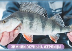 Ловля окуня зимой на жерлицы и изготовление снасти