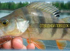 Ловля окуня на отводной поводок спиннингом и сборка оснастки