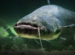 Самый большой сом в мире — топ 10