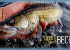 Тактика рыбалки на судака весной и клёв клыкастого
