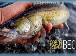 Тактика рыбалки на судака весной и клёв клыкастого
