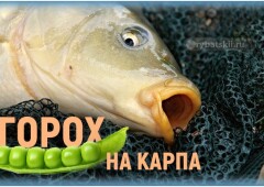 Как ловить карпа на горох и приготовить насадку