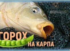 Как ловить карпа на горох и приготовить насадку