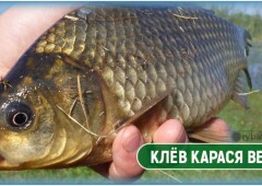 Начало ловли карася весной и от чего зависит клёв и старт сезона