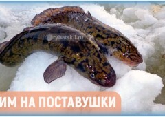 Ловля налима на поставушки зимой и изготовление снасти