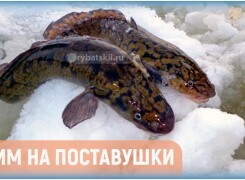 Ловля налима на поставушки зимой и изготовление снасти