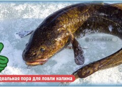 Зимняя рыбалка на налима с соблюдением закона и сроков запрета