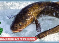 Зимняя рыбалка на налима с соблюдением закона и сроков запрета
