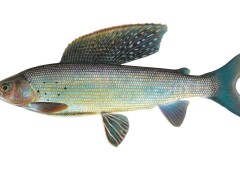 Рыба хариус