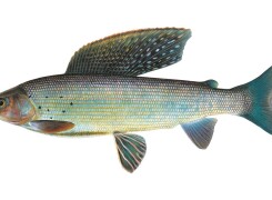 Рыба хариус