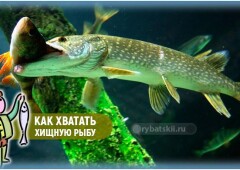 Как следует хватать хищную рыбу и снимать с крючка