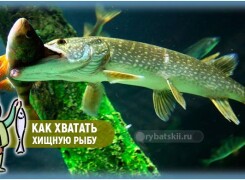 Как следует хватать хищную рыбу и снимать с крючка
