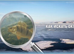Как найти окуня зимой на озере и реке