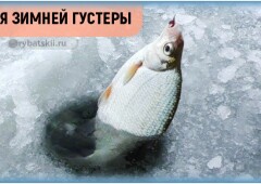Тактика и секреты зимней рыбалки на густеру
