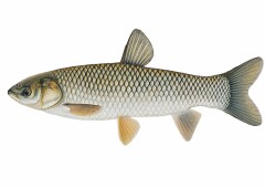 Рыба белый амур