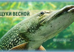 Когда начинается жор щуки весной и выходит на пик