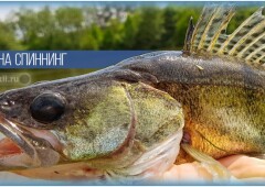 Техника ловли судака на спиннинг и снаряжение снасти