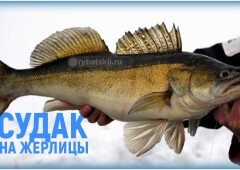 Виды жерлицы на судака зимой и изготовление своими руками