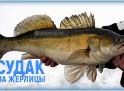 Виды жерлицы на судака зимой и изготовление своими руками
