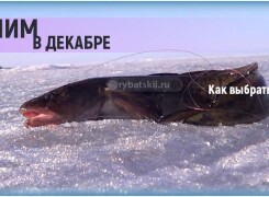 Ловля налима в декабре как золотая пора для рыбалки