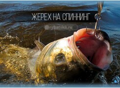 Как правильно и на что лучше ловить жереха на спиннинг