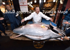 Самый дорогой тунец в мире
