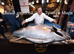 Самый дорогой тунец в мире