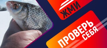 Тест рыбака на знание зимней ловли плотвы
