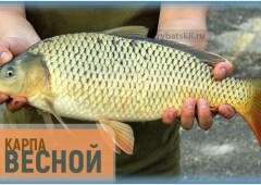 Рыбалка на карпа весной различными снастями