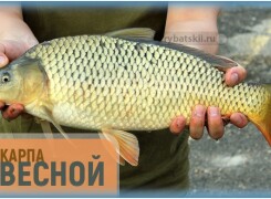 Рыбалка на карпа весной различными снастями