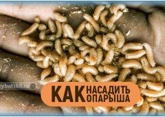 Как насаживать опарыша на крючок всеми возможными способами