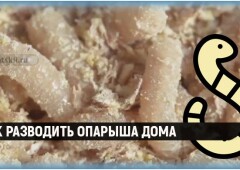 Как вывести опарыша в домашних условиях и избавиться от запаха