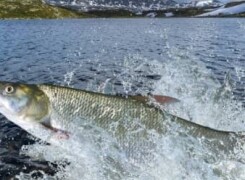 ТОП 10 самых больших жерехов в мире и России