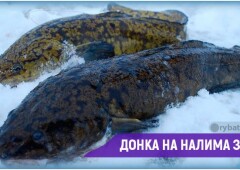 Как сделать зимнюю донку на налима и ловить хищника со льда