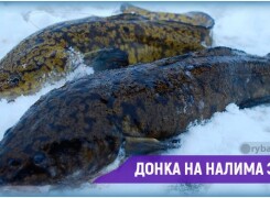 Как сделать зимнюю донку на налима и ловить хищника со льда