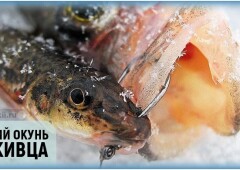 Ловля окуня на малька зимой со льда