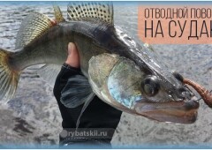 Как сделать отводной поводок на судака и ловить хищника