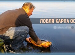 Как ловить карпа осенью и в чём особенности осенней карповой рыбалки