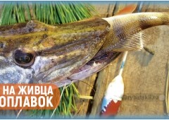 Как поймать щуку на удочку с поплавком и подготовить надежную снасть