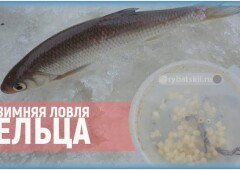 Зимняя ловля ельца на мормышку и подготовка прикормки