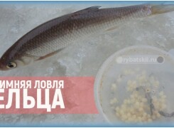 Зимняя ловля ельца на мормышку и подготовка прикормки