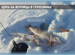 Ловля щуки в глухозимье на жерлицы и поиск хищницы