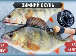 Техника ловли окуня зимой и подбор снастей