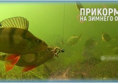Чем прикормить окуня зимой в лунке и какой запах любит хищник