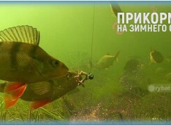 Чем прикормить окуня зимой в лунке и какой запах любит хищник